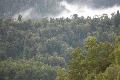 Bosque nativo / SERNATUR