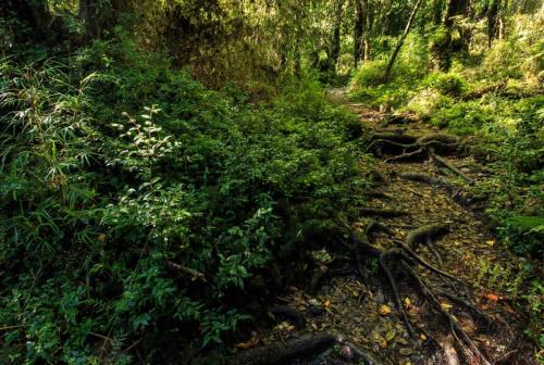 Bosque nativo / SERNATUR