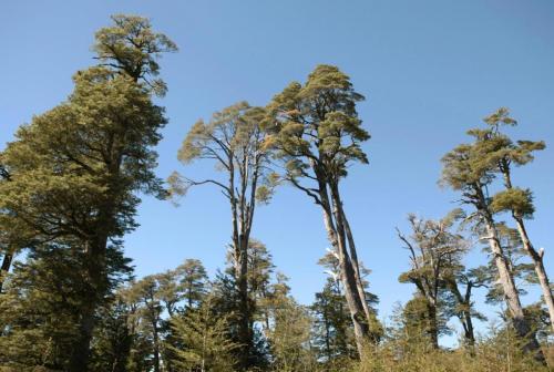 Bosque nativo / SERNATUR