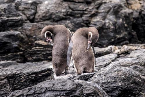 Pinguinos, Humboldt / Lucas Zañartu