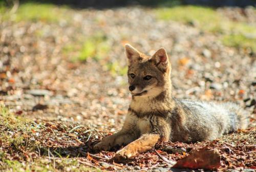 Zorro culpeo / SERNATUR