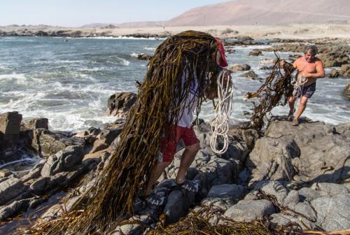 Recolección de Huiro, Antofagasta-Iquique / Claudia Pool